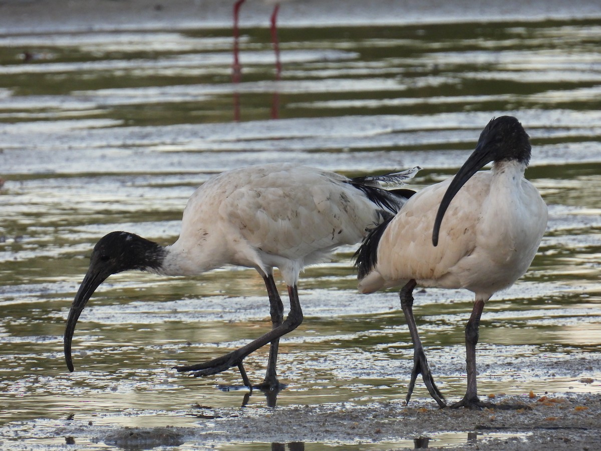 Australian Ibis - ML624112198