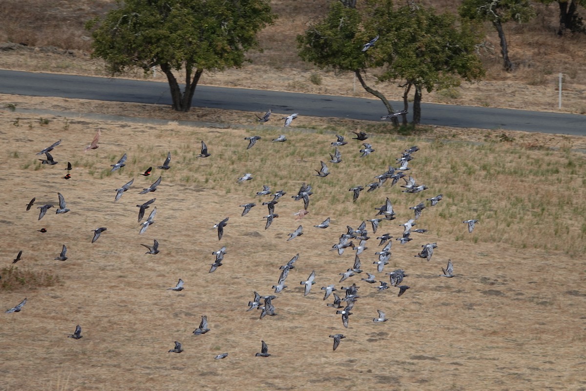 Rock Pigeon (Feral Pigeon) - ML624112202