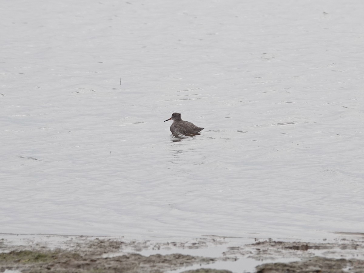 Common Redshank - ML624112204