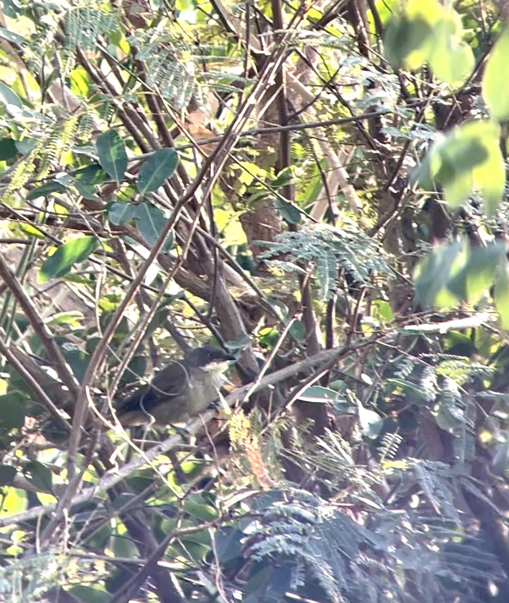 Yellow-throated Greenbul - ML624112214