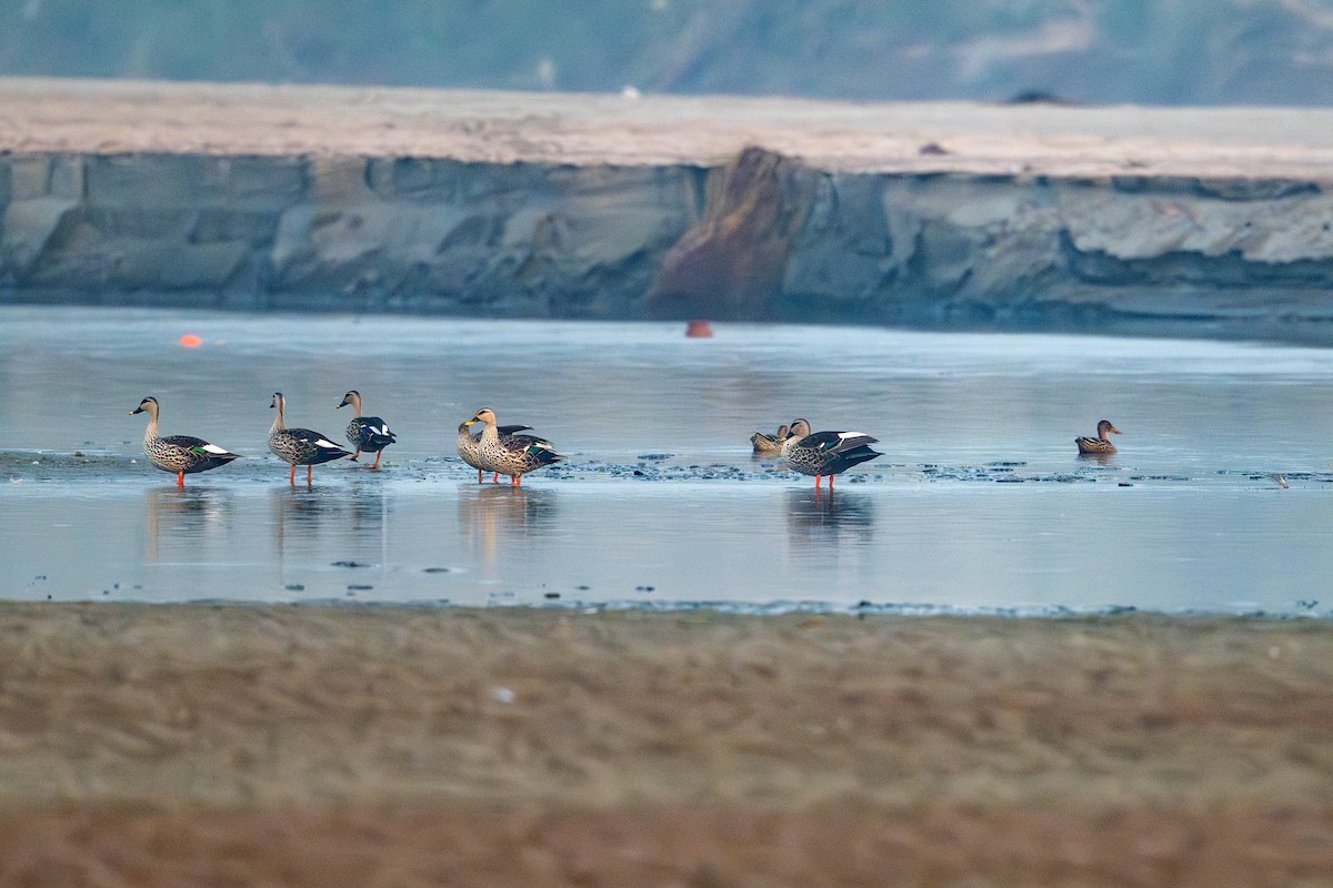 Indian Spot-billed Duck - ML624112221