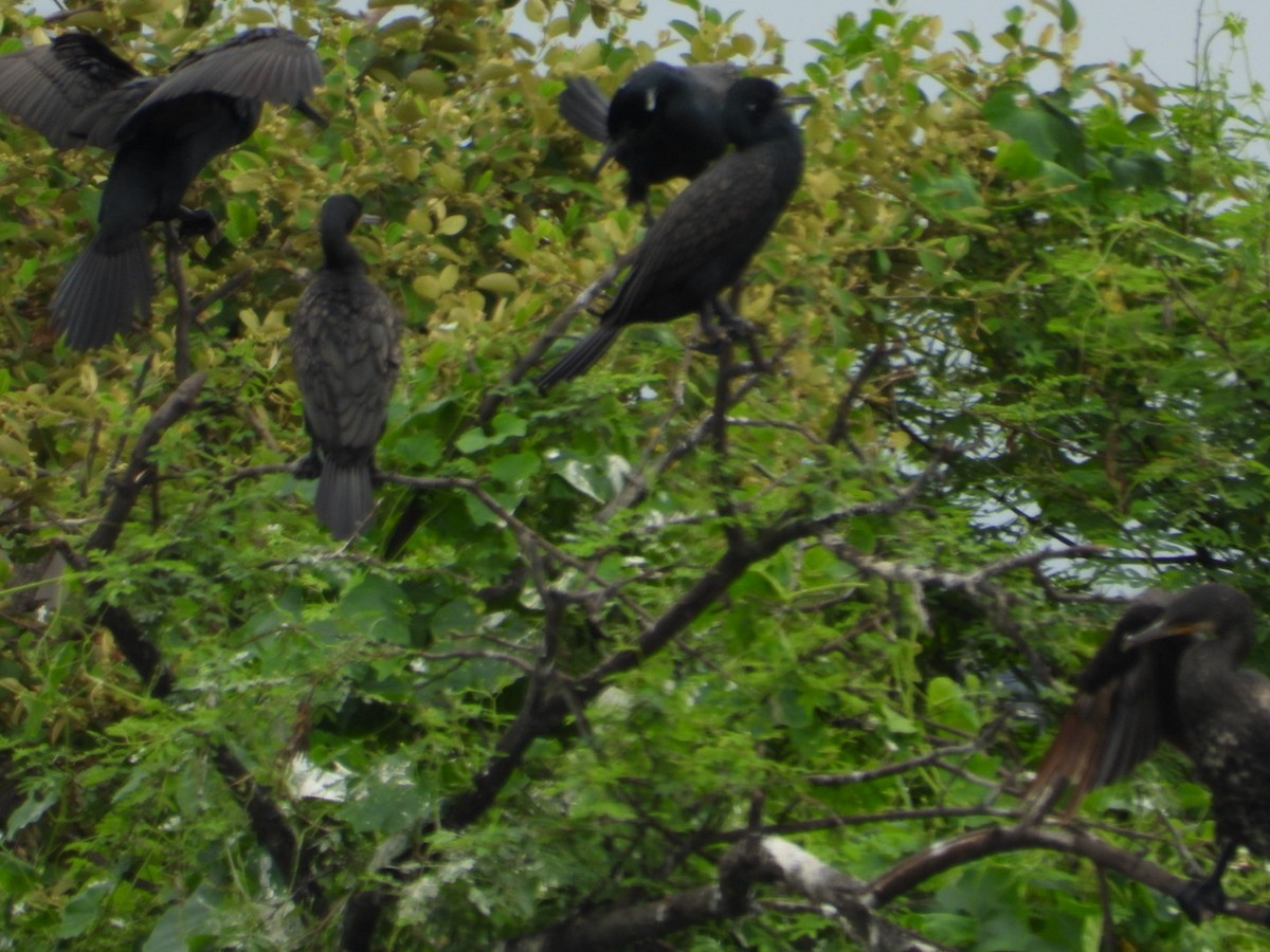 Indian Cormorant - ML624112222