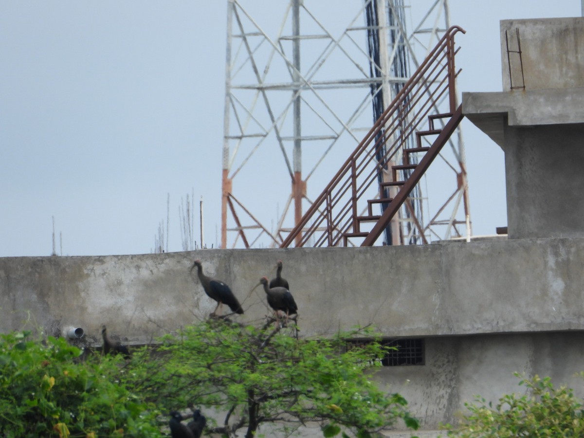 Red-naped Ibis - ML624112244