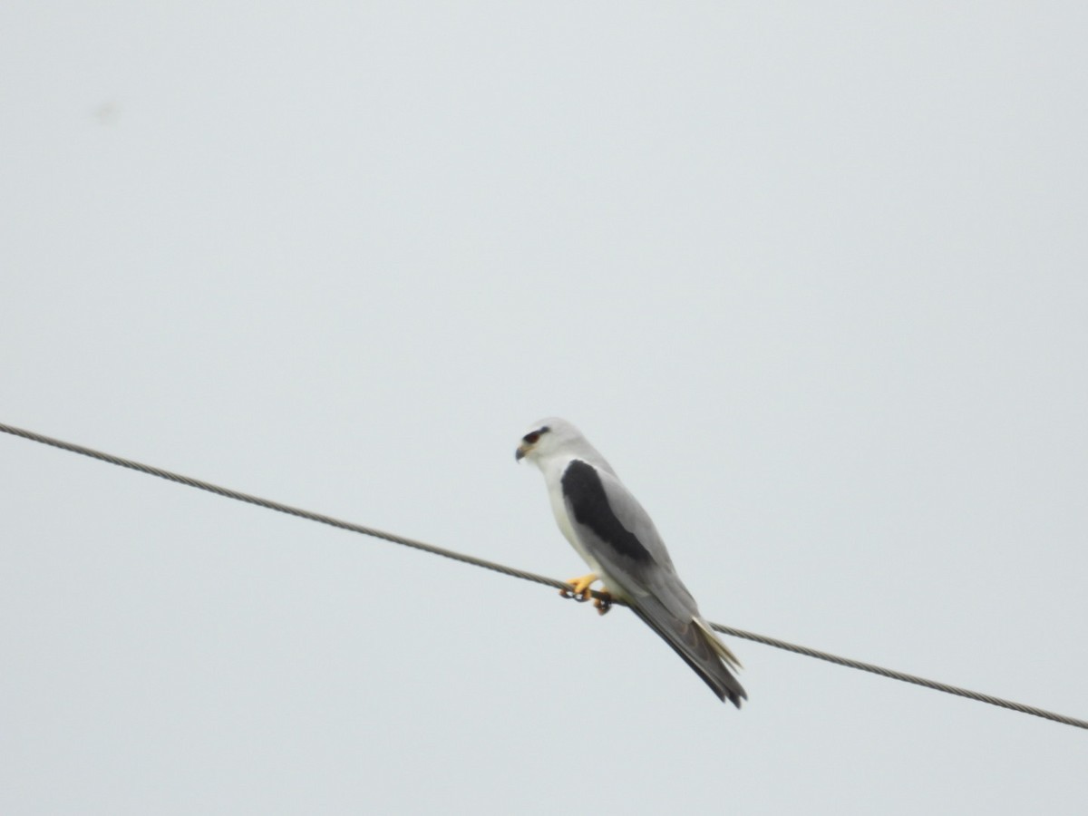 黑翅鳶 - ML624112246