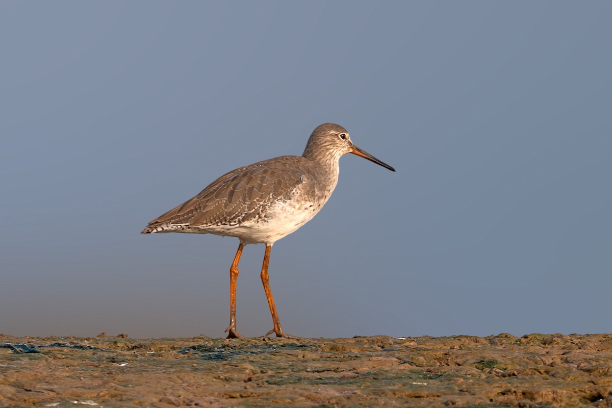 Common Redshank - ML624112257