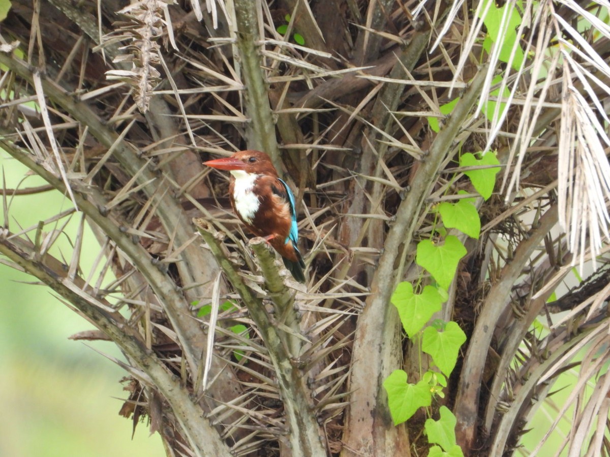 White-throated Kingfisher - VANDANA MOON