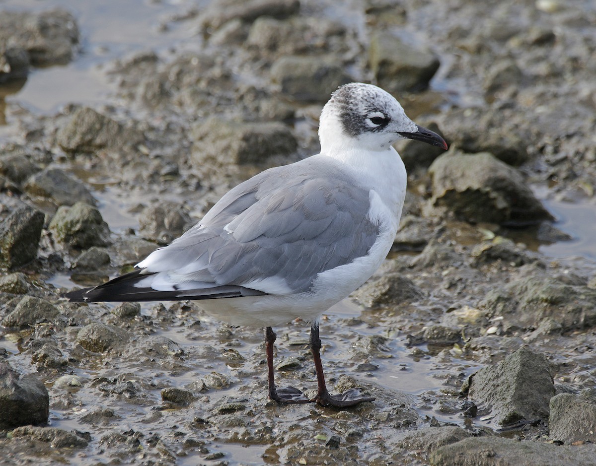 Franklin's Gull - ML624112264