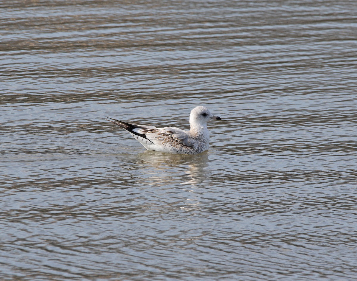 Common Gull - Moises Zozaya