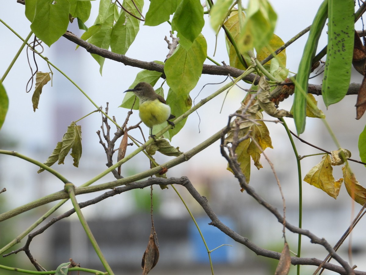 Purple-rumped Sunbird - ML624112278