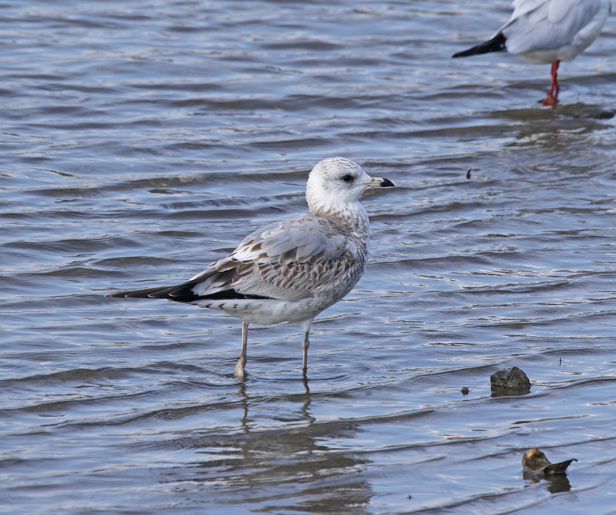 Common Gull - ML624112279