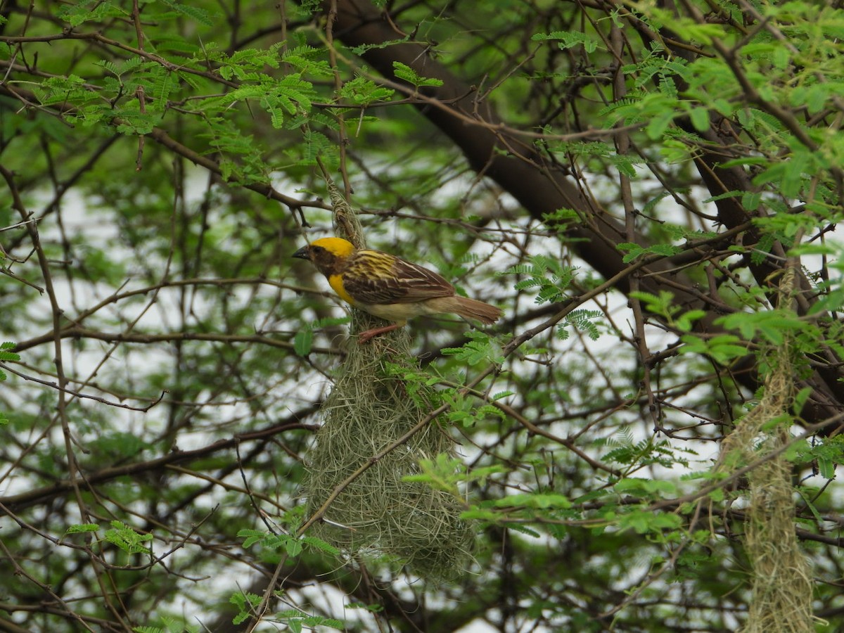 Baya Weaver - ML624112283