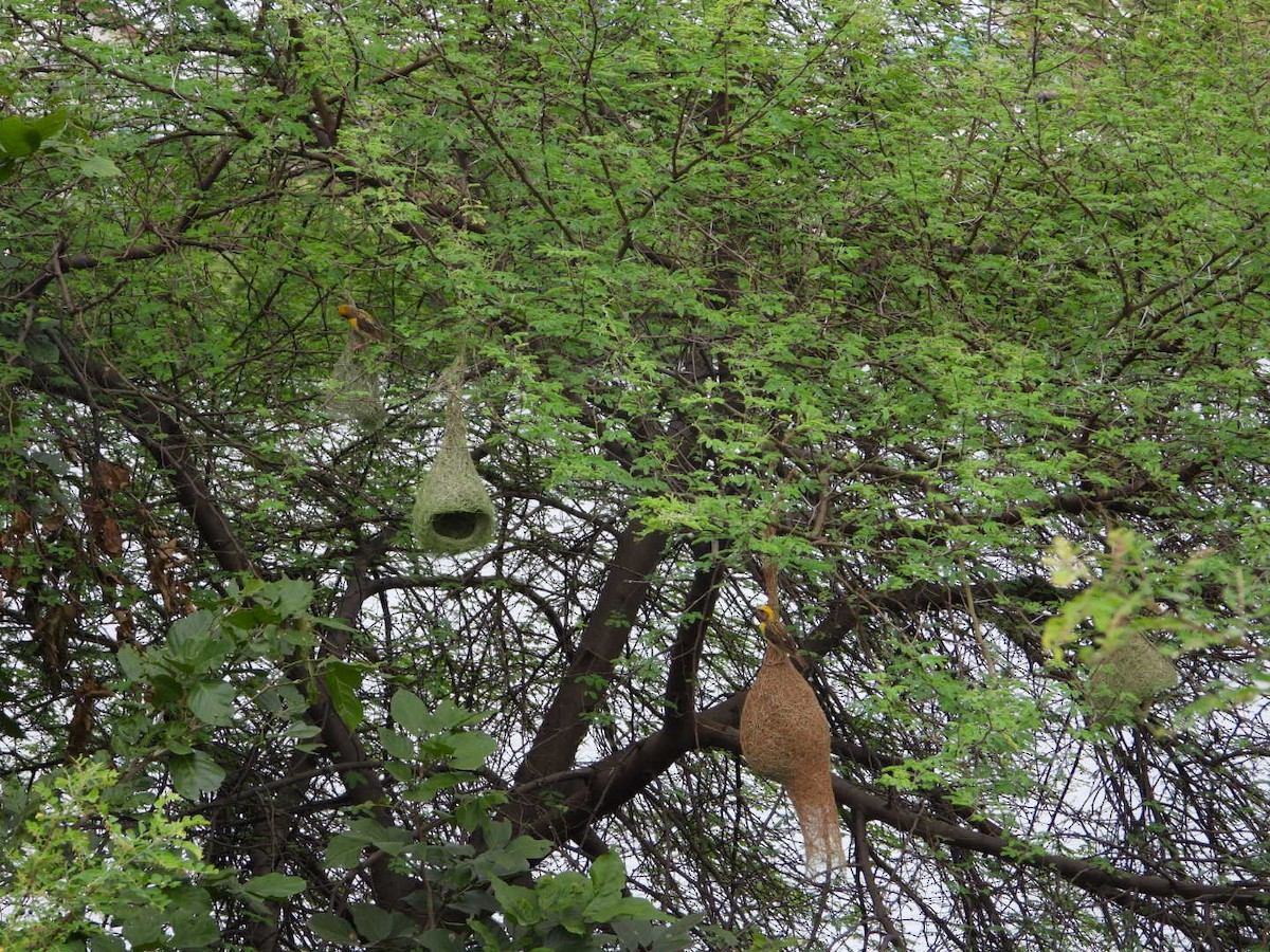 Baya Weaver - ML624112284