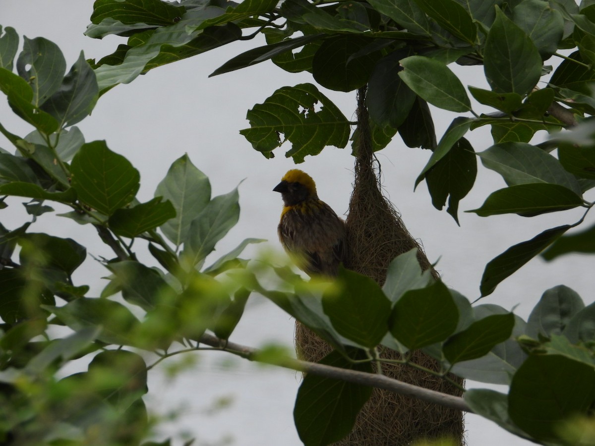 Baya Weaver - ML624112285