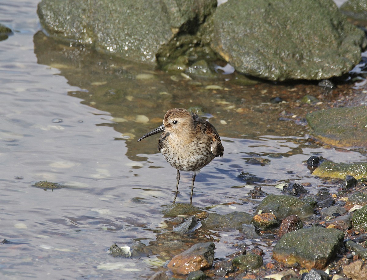 Dunlin - Moises Zozaya