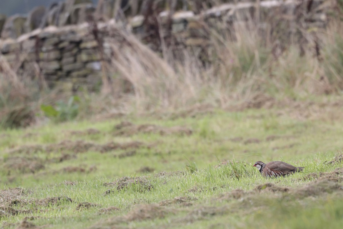 Red-legged Partridge - ML624112297