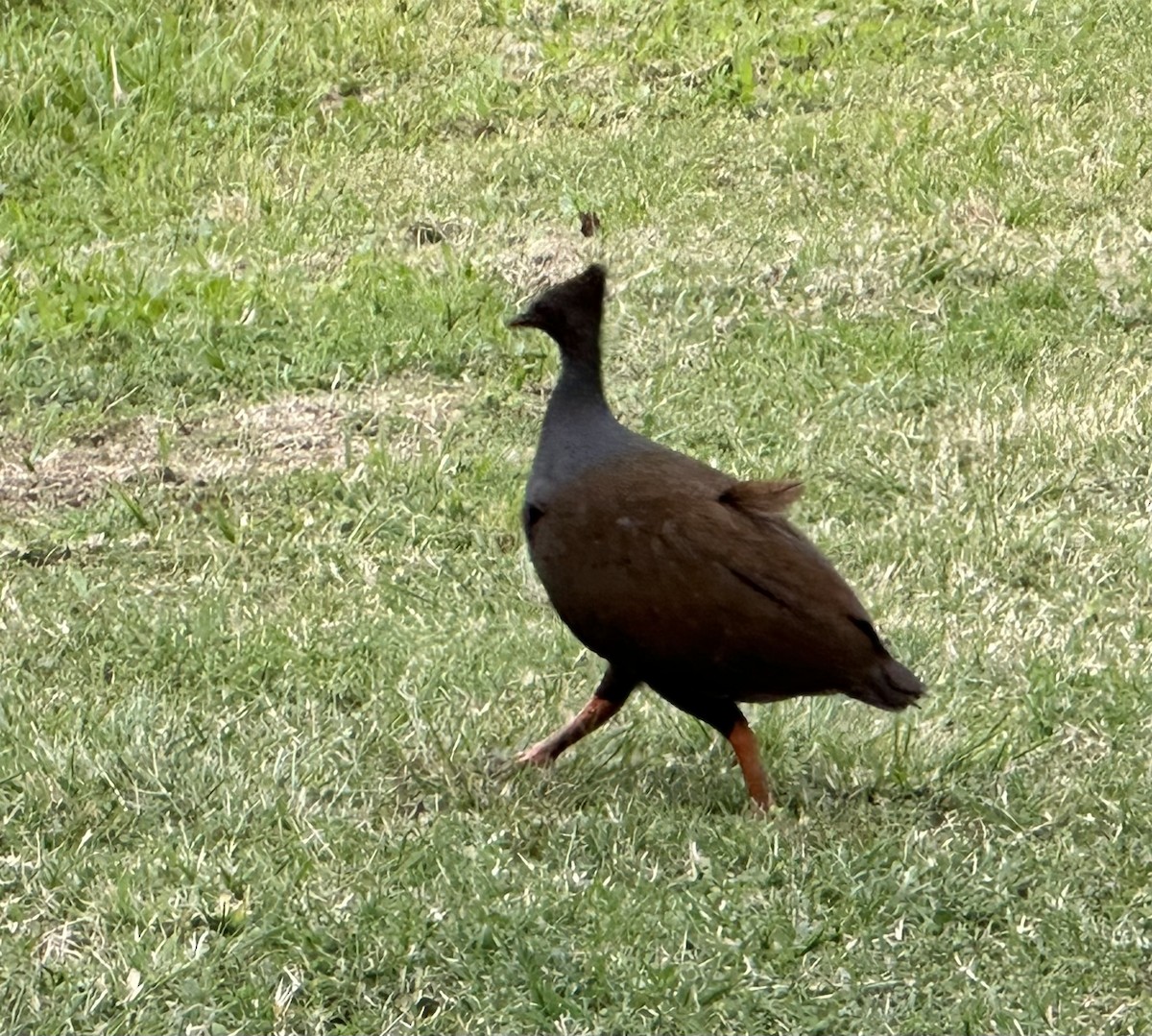 Orange-footed Megapode - Mary Bente