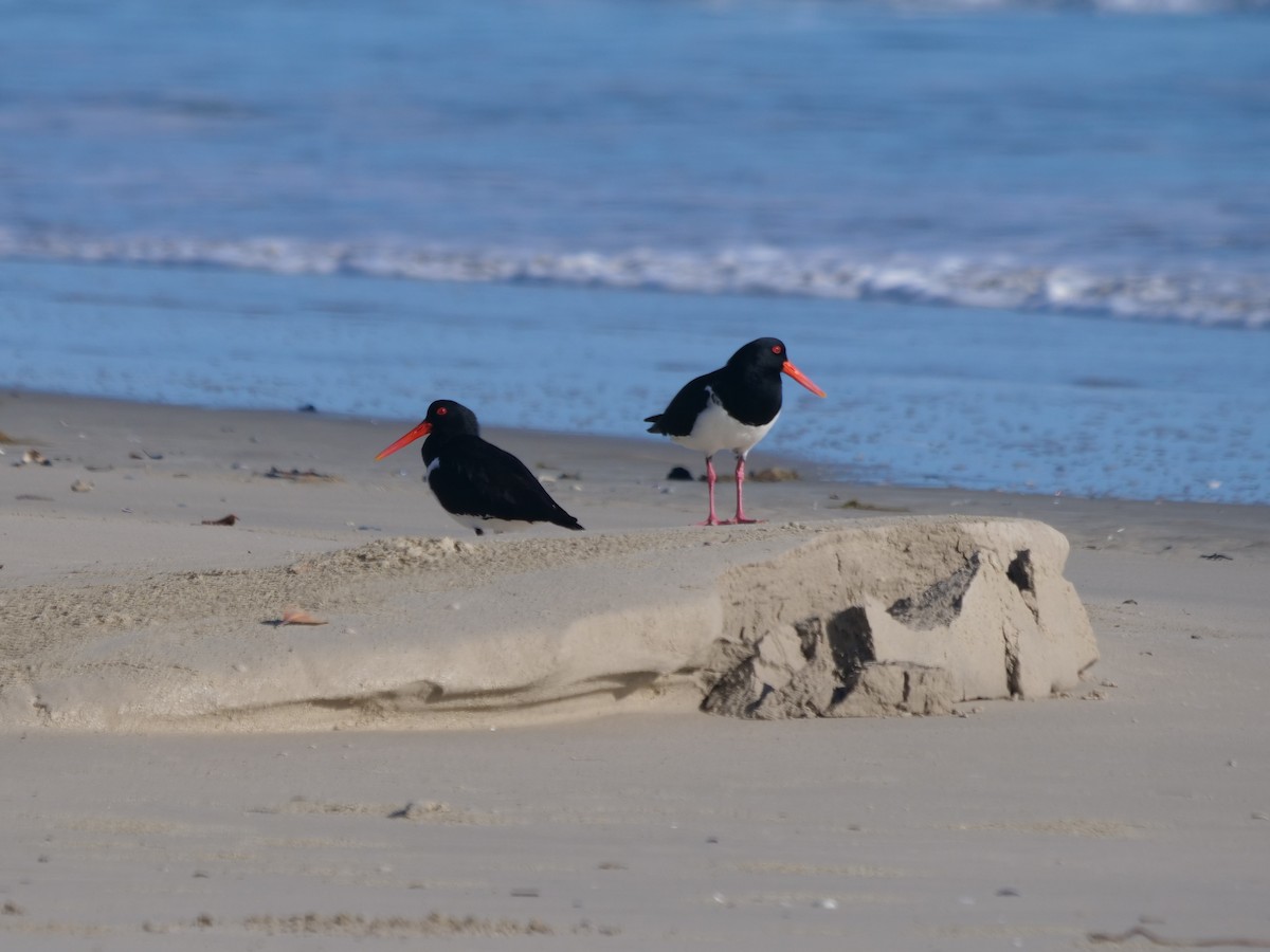 Pied Oystercatcher - ML624112307