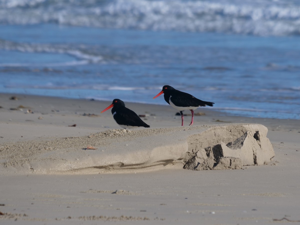 Pied Oystercatcher - ML624112308