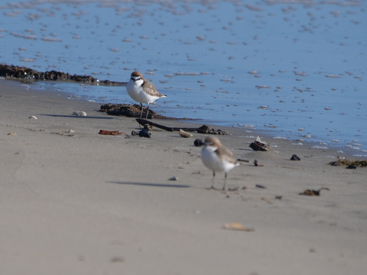 Red-capped Plover - ML624112311