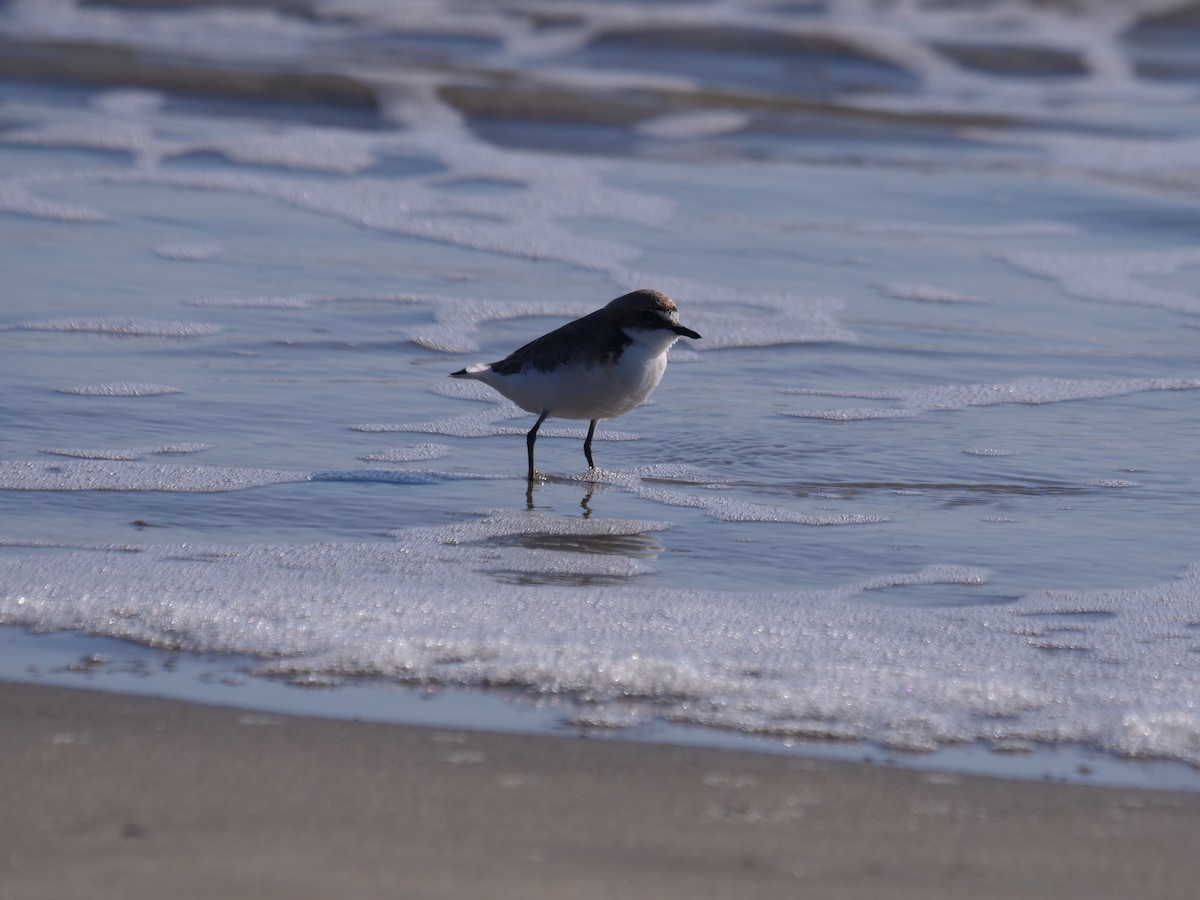 Red-capped Plover - ML624112312