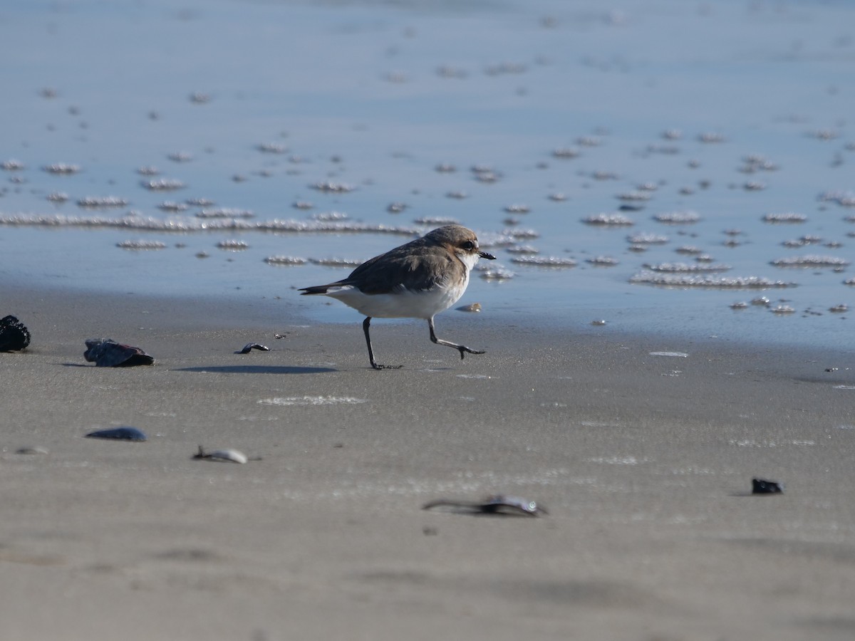 Red-capped Plover - ML624112313