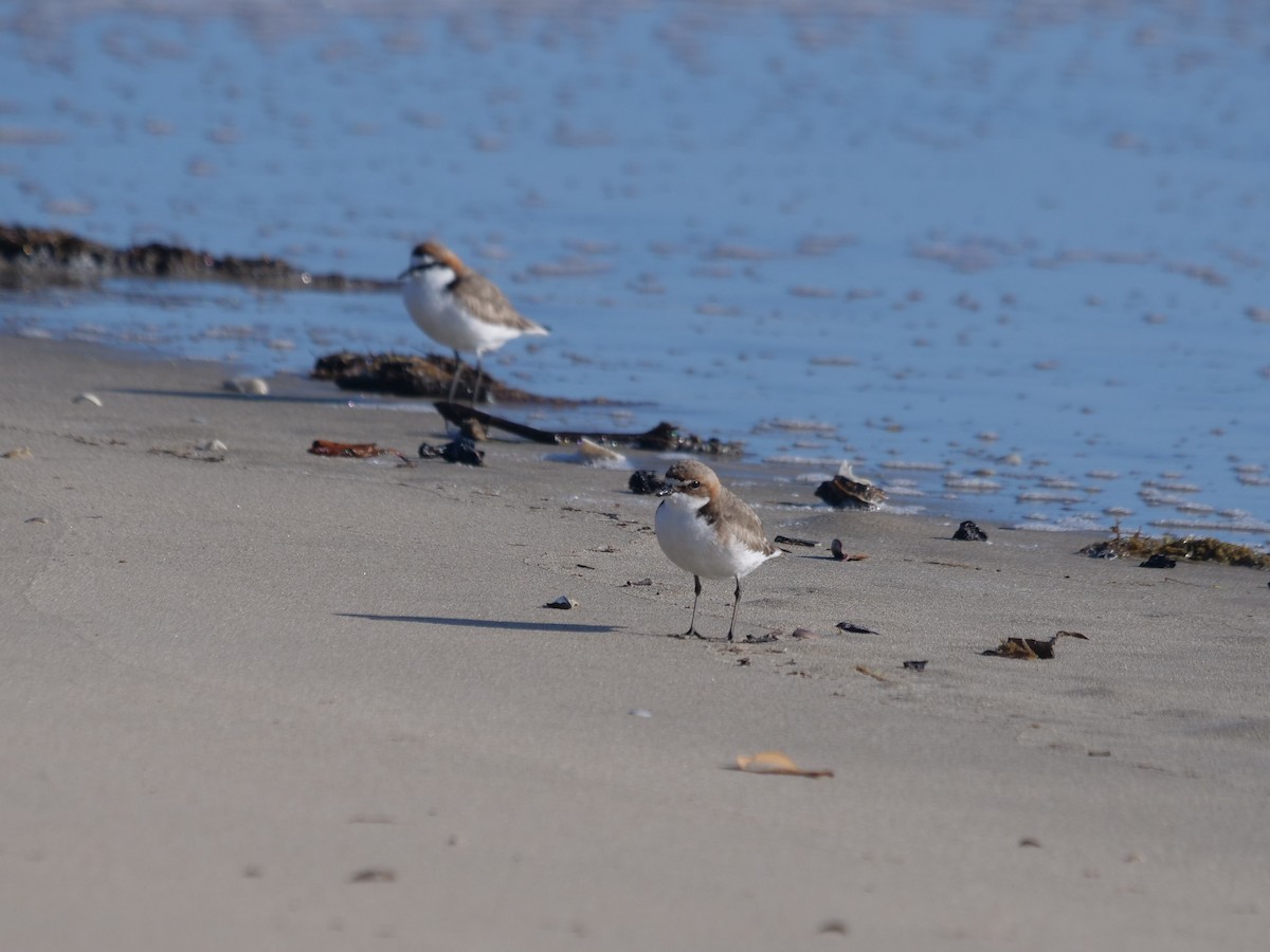 Red-capped Plover - ML624112314