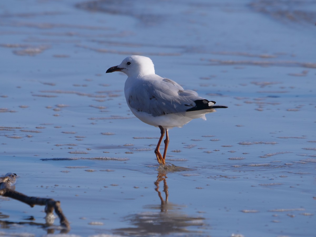 Silver Gull - ML624112315
