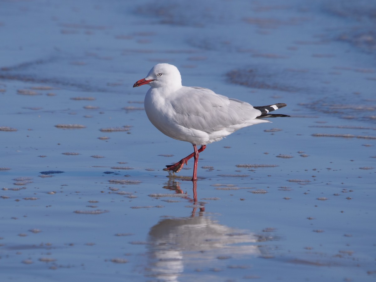 Silver Gull - ML624112316