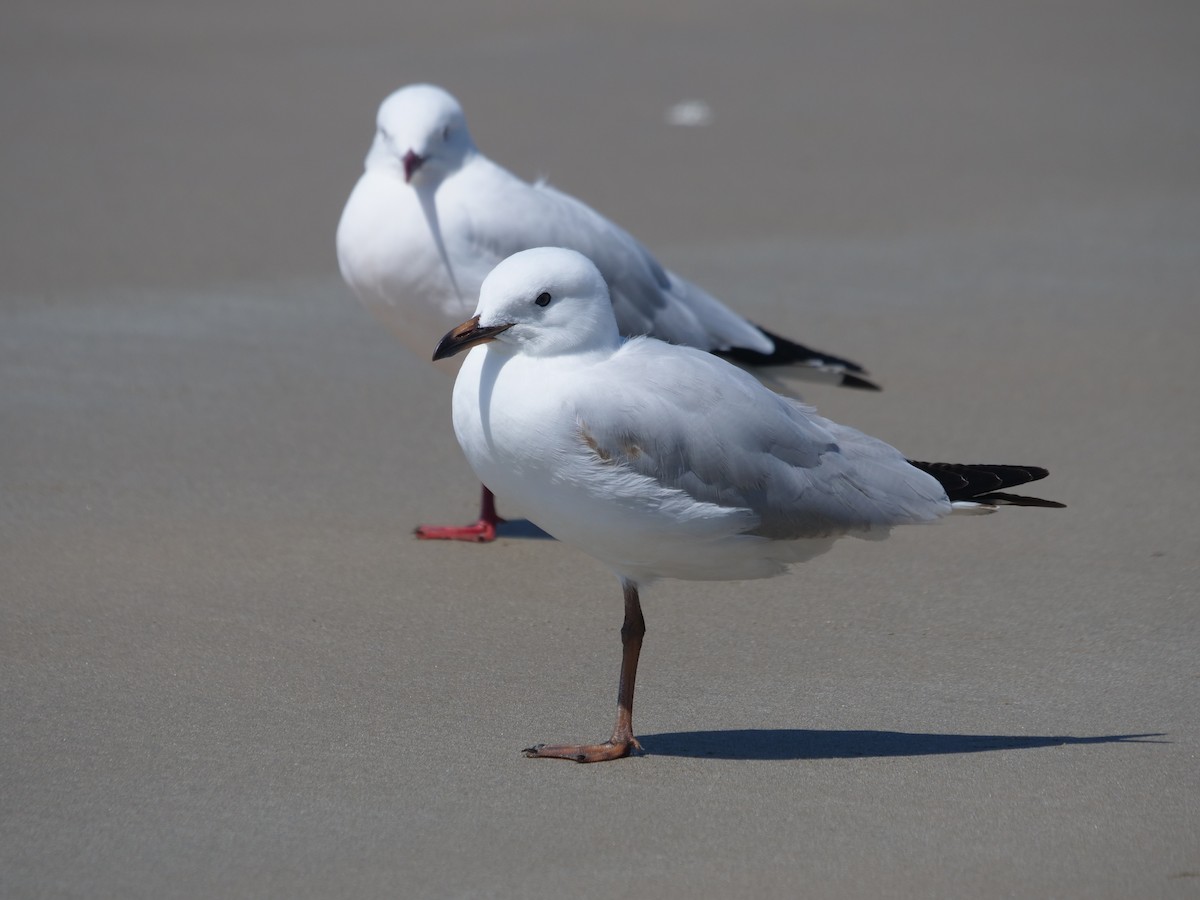 Silver Gull - ML624112317