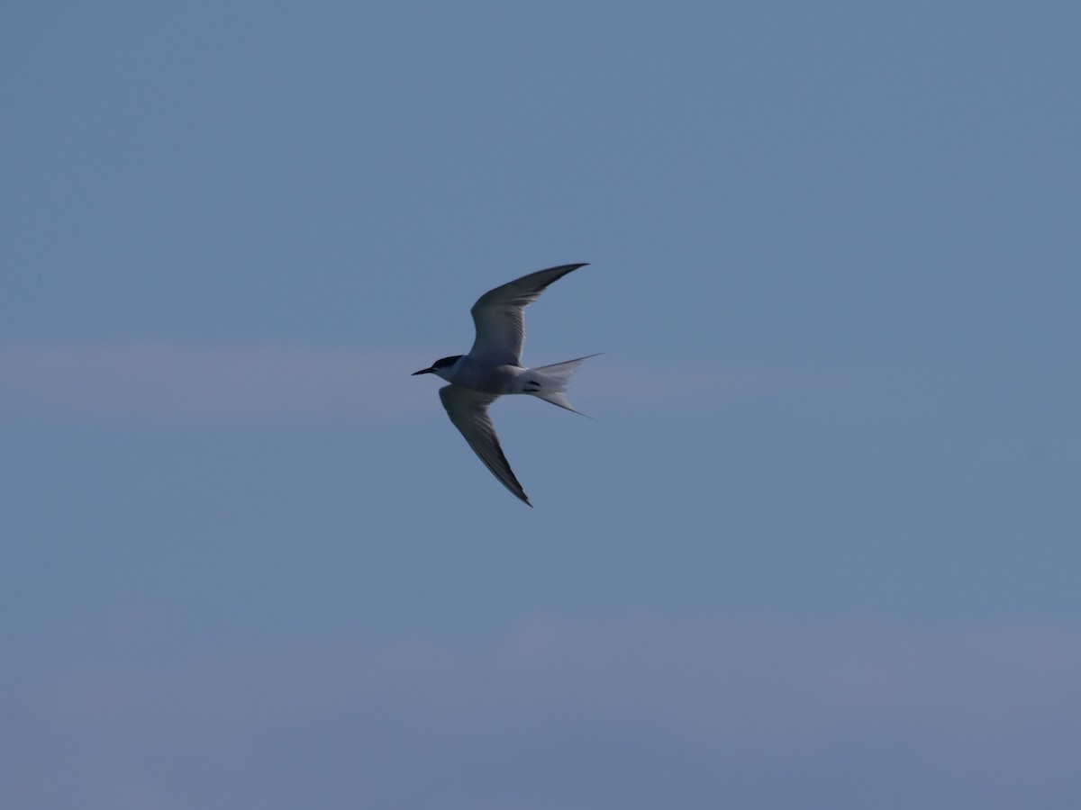 Common Tern - ML624112318