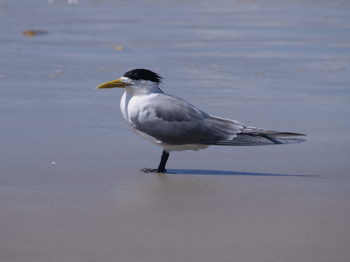 Great Crested Tern - ML624112322