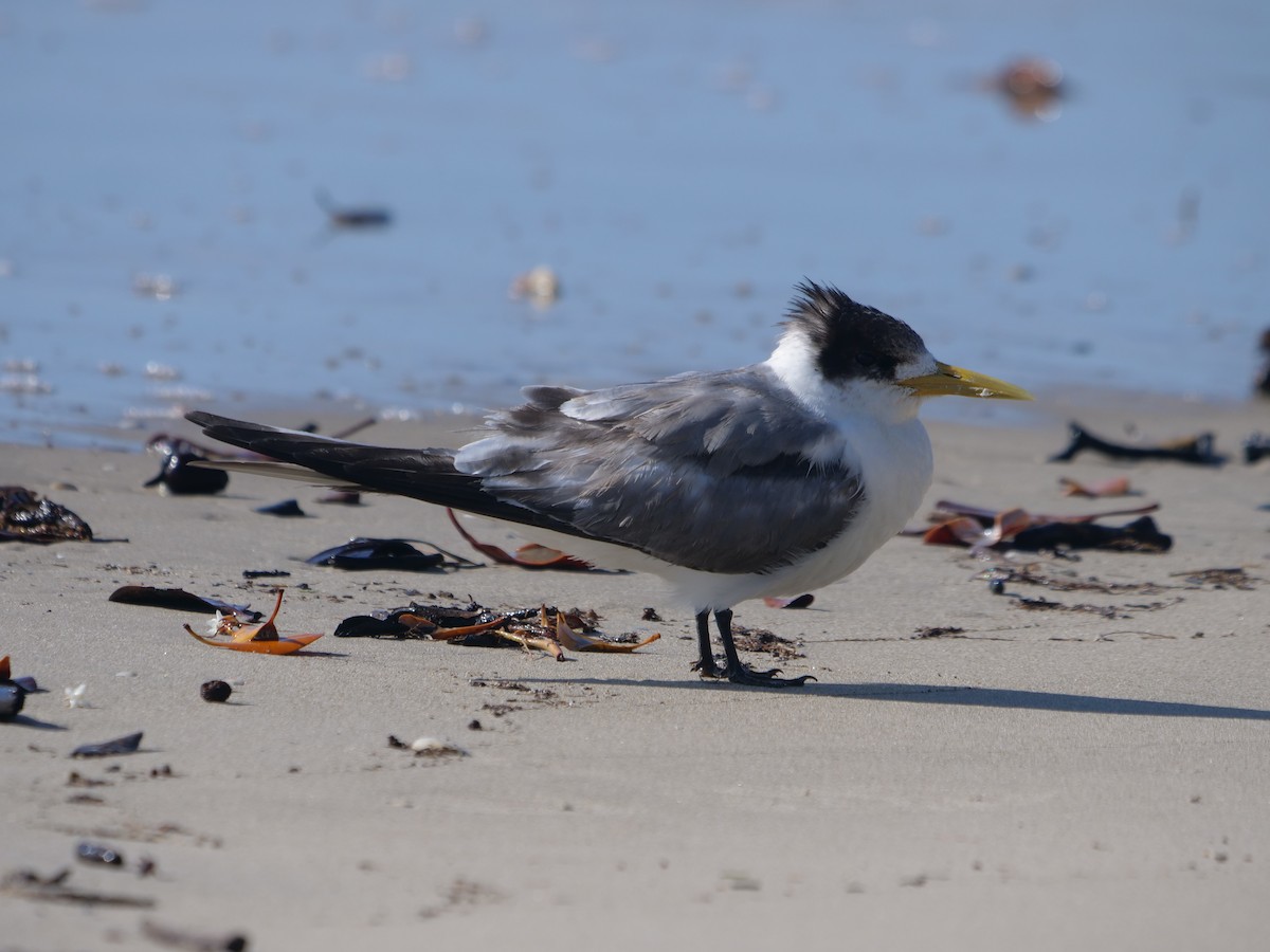 Great Crested Tern - ML624112323