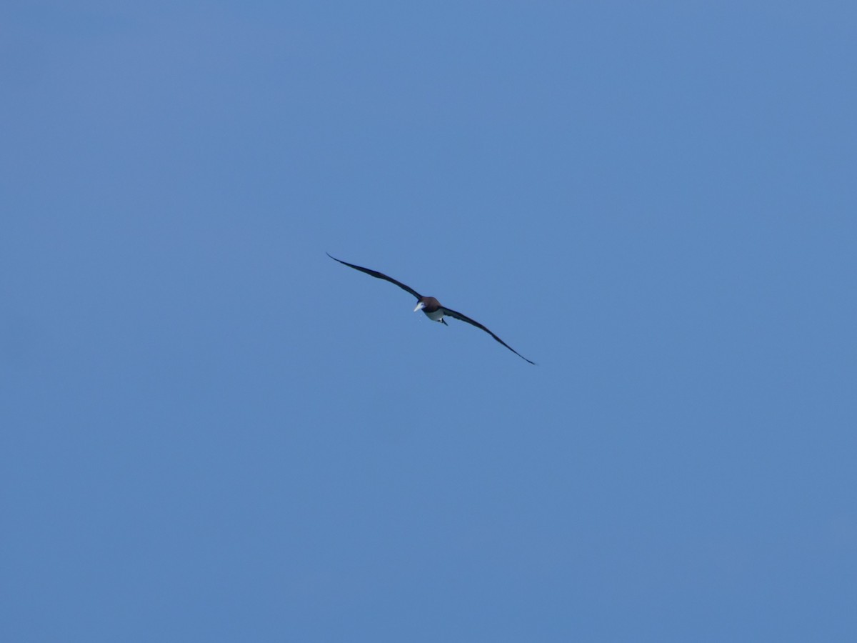 Brown Booby - ML624112328