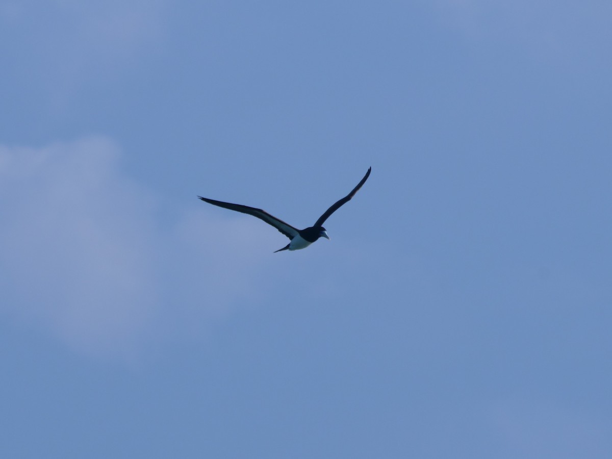 Brown Booby - ML624112329