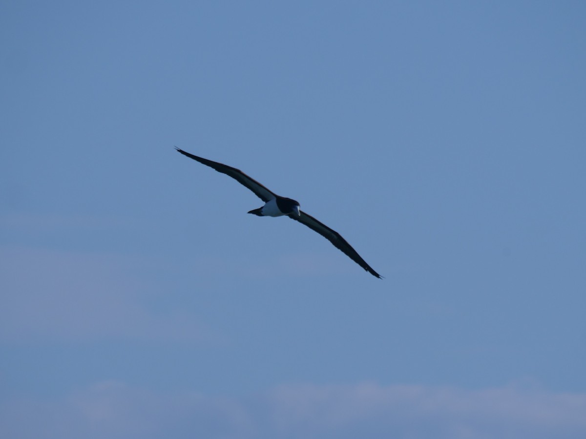 Brown Booby - ML624112330