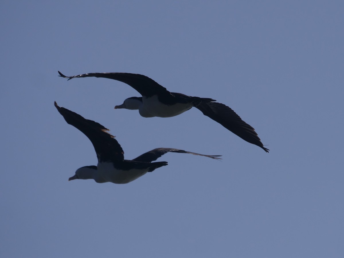Pied Cormorant - ML624112333