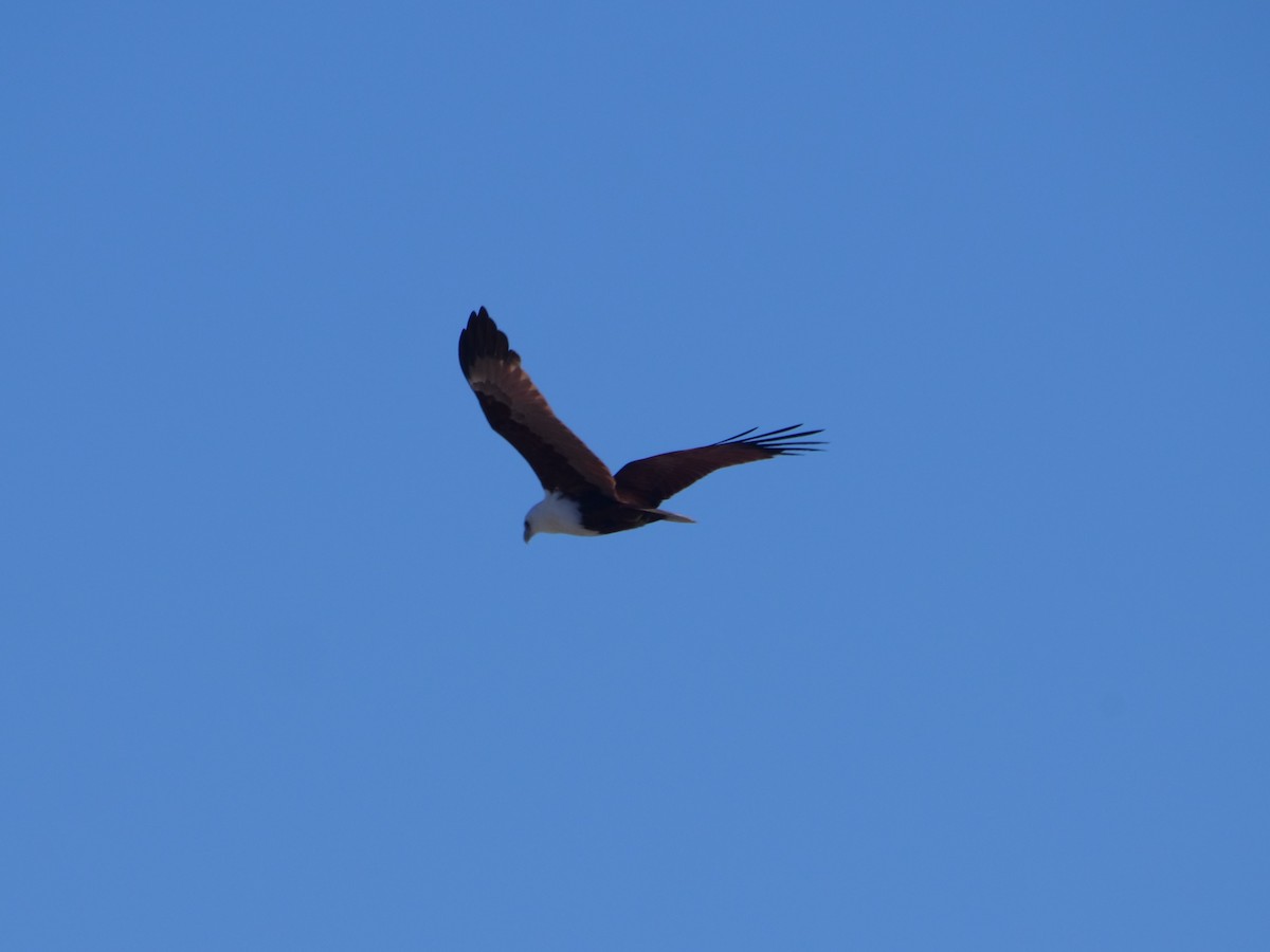 Brahminy Kite - ML624112352