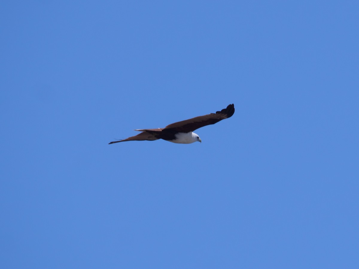 Brahminy Kite - ML624112353