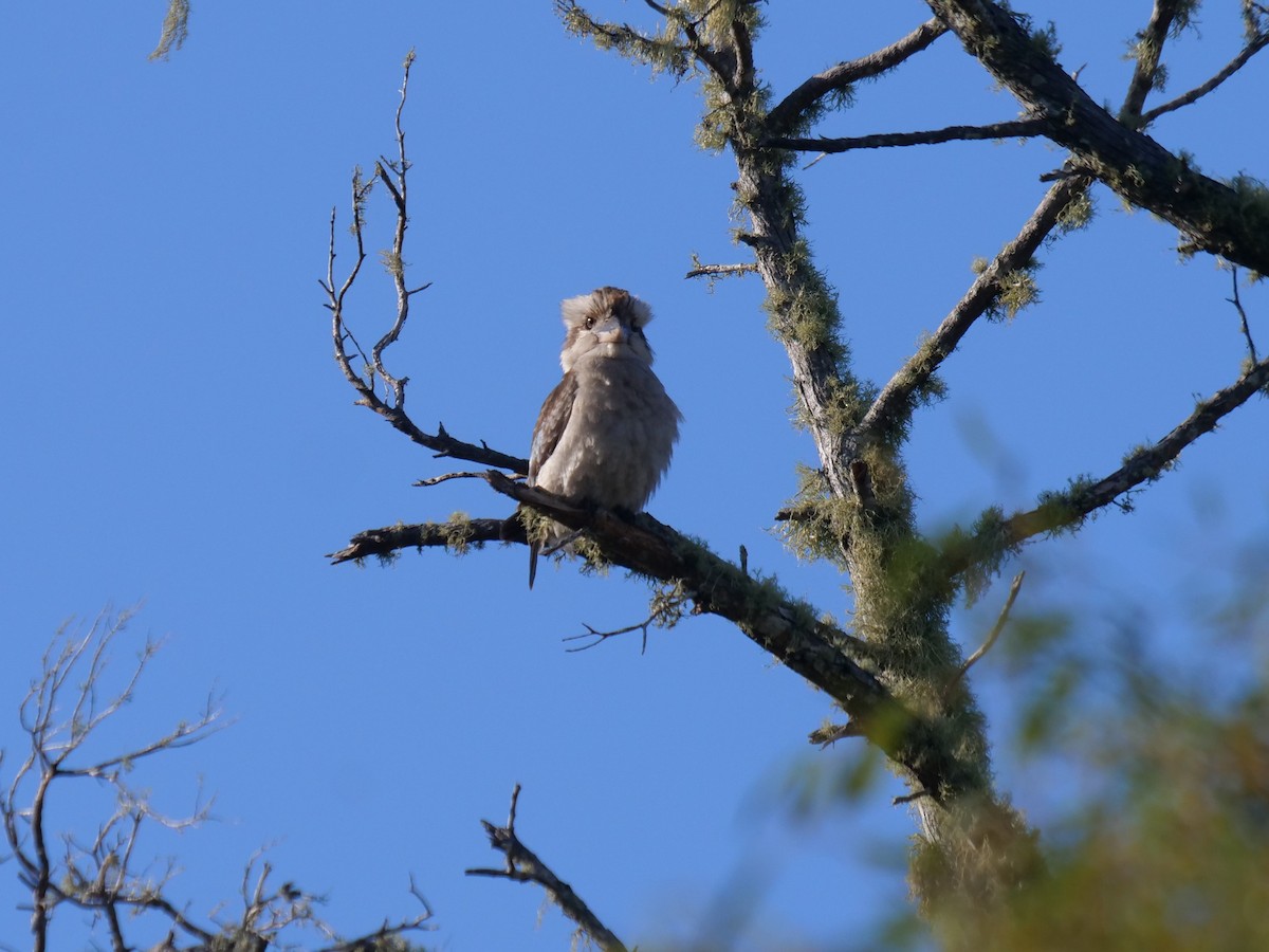 Laughing Kookaburra - ML624112356