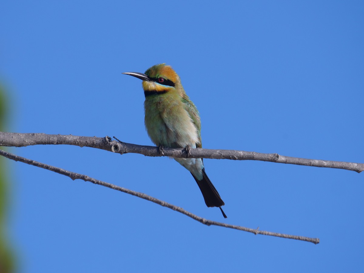 Rainbow Bee-eater - ML624112364