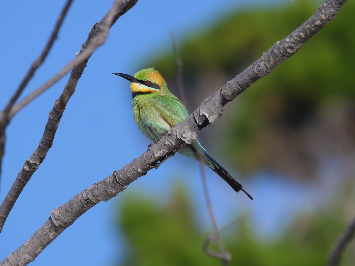 Rainbow Bee-eater - ML624112365