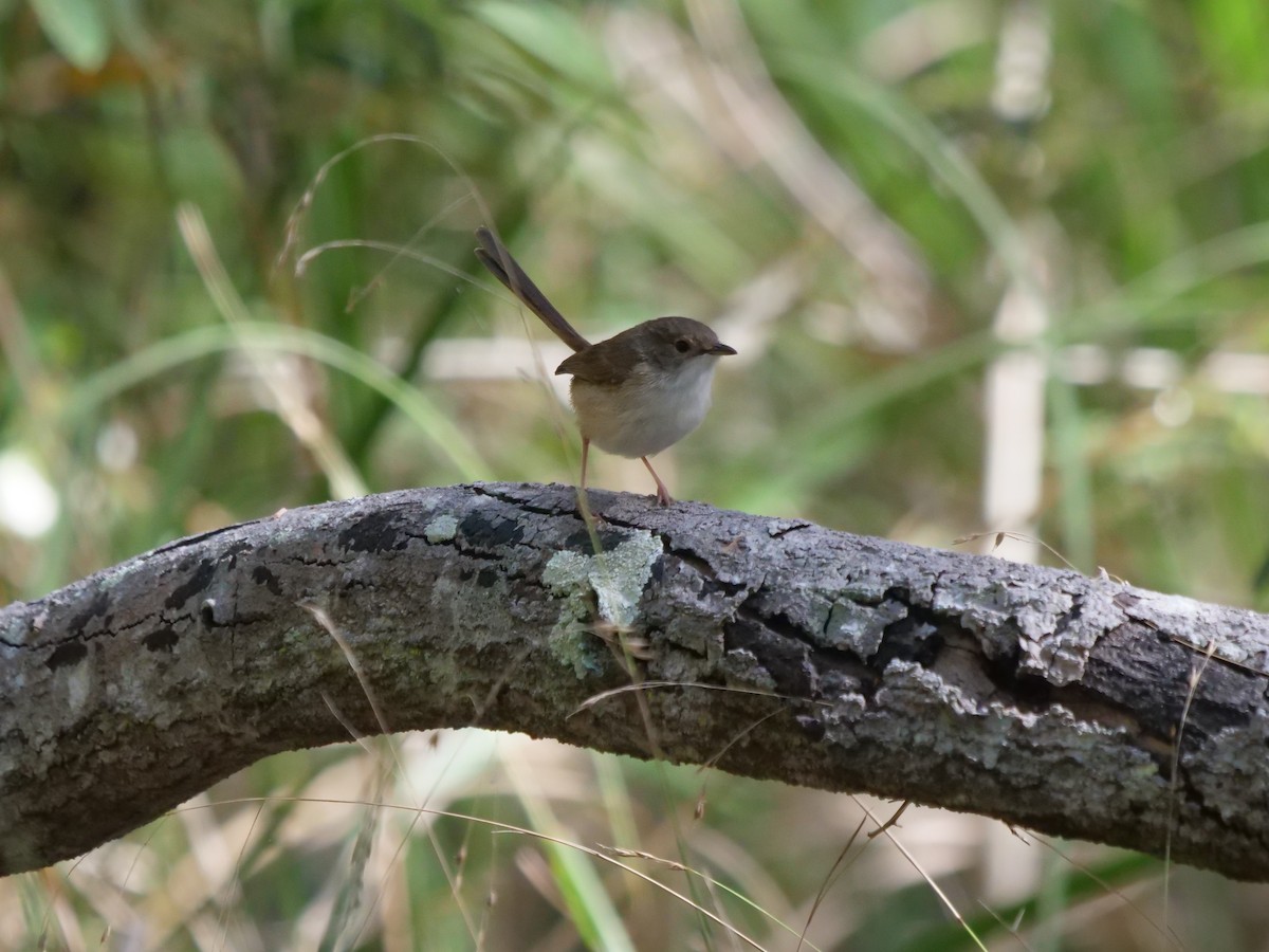 Red-backed Fairywren - ML624112368