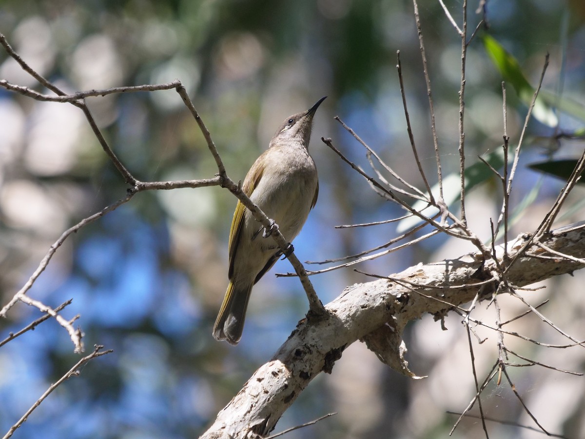 Brown Honeyeater - ML624112373