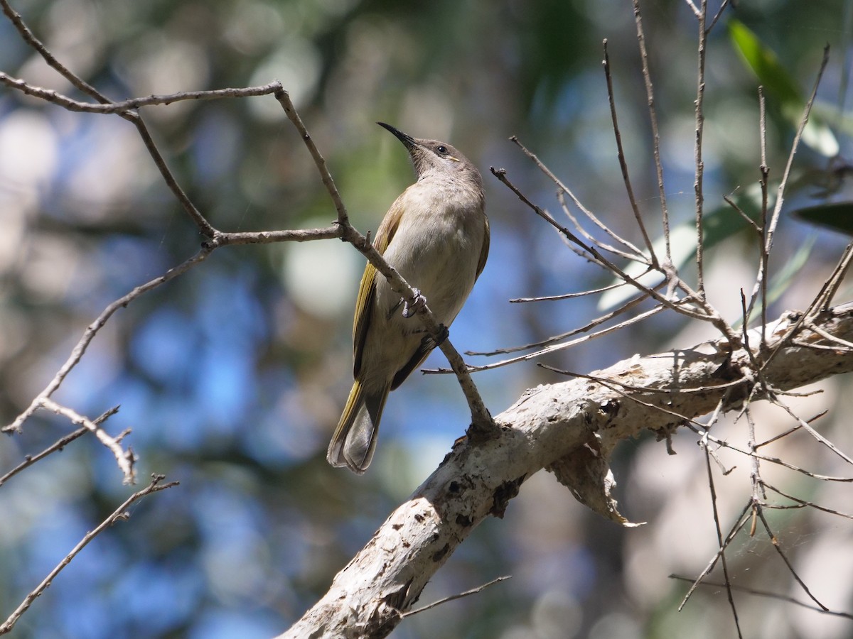 Brown Honeyeater - ML624112374