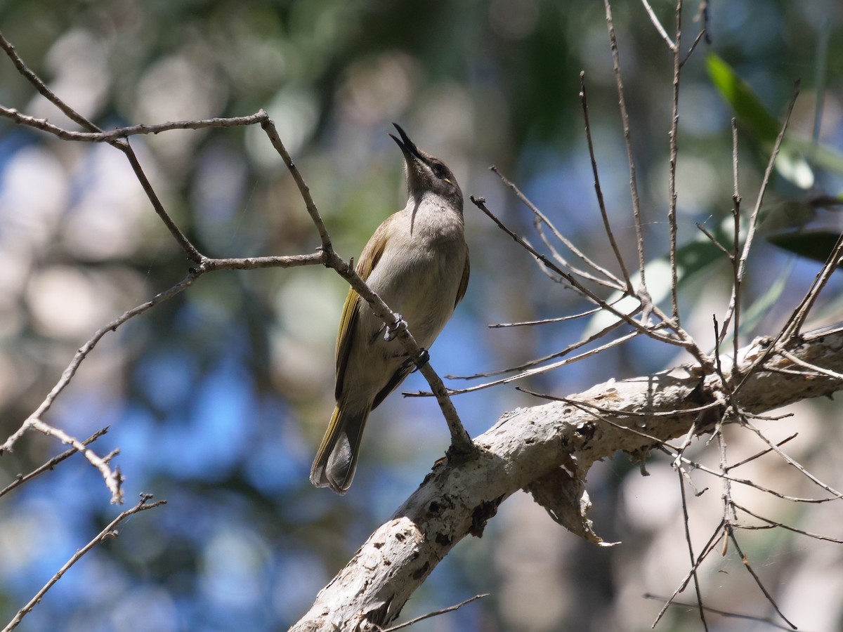 Brown Honeyeater - ML624112375