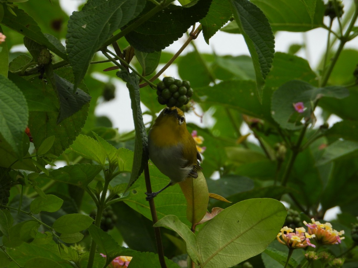 Indian White-eye - ML624112377