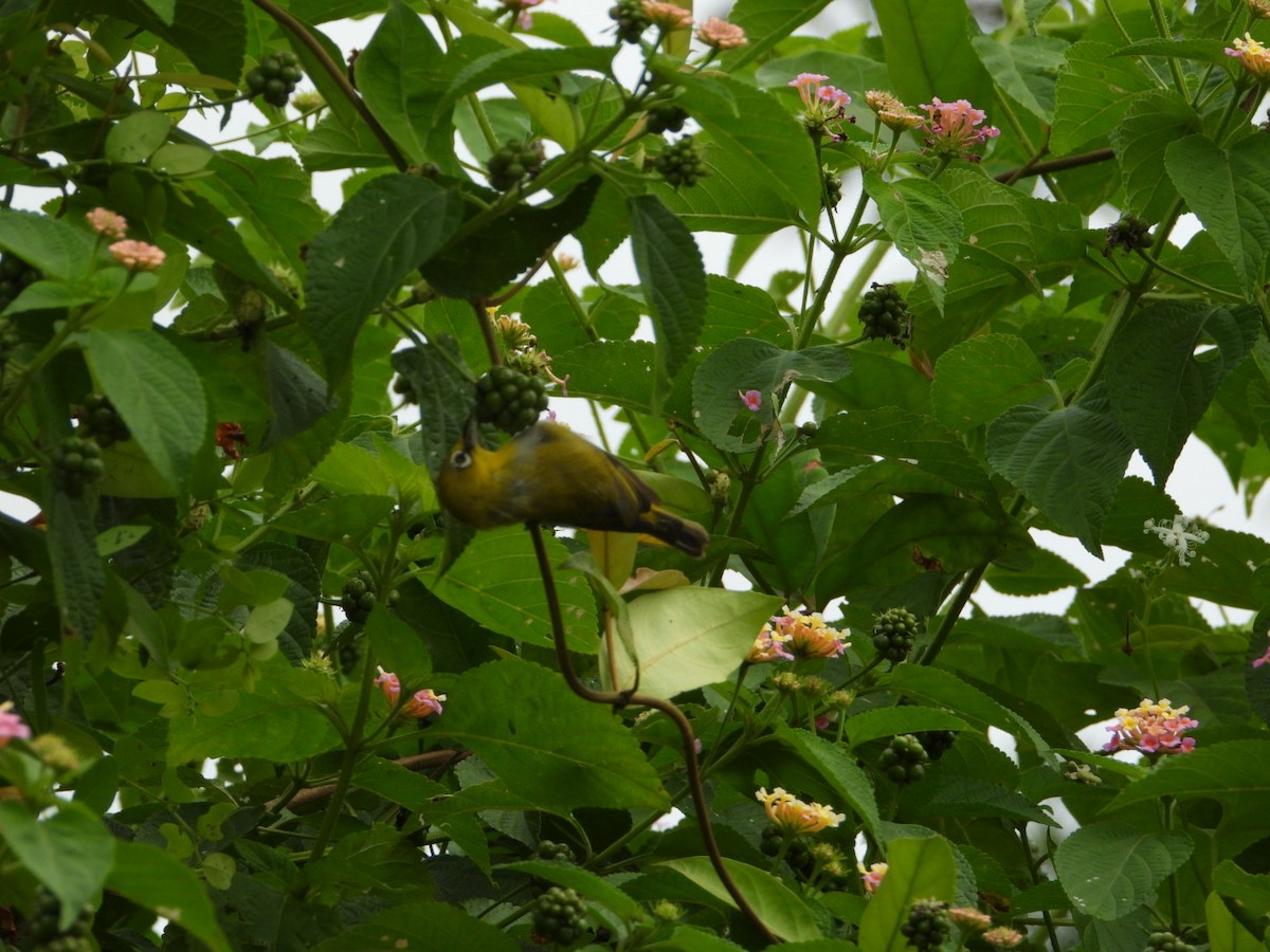 Indian White-eye - ML624112378