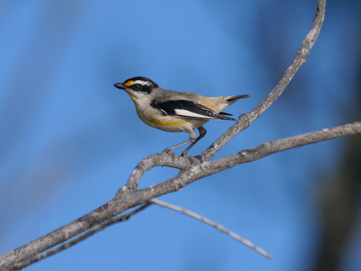 Striated Pardalote - ML624112380