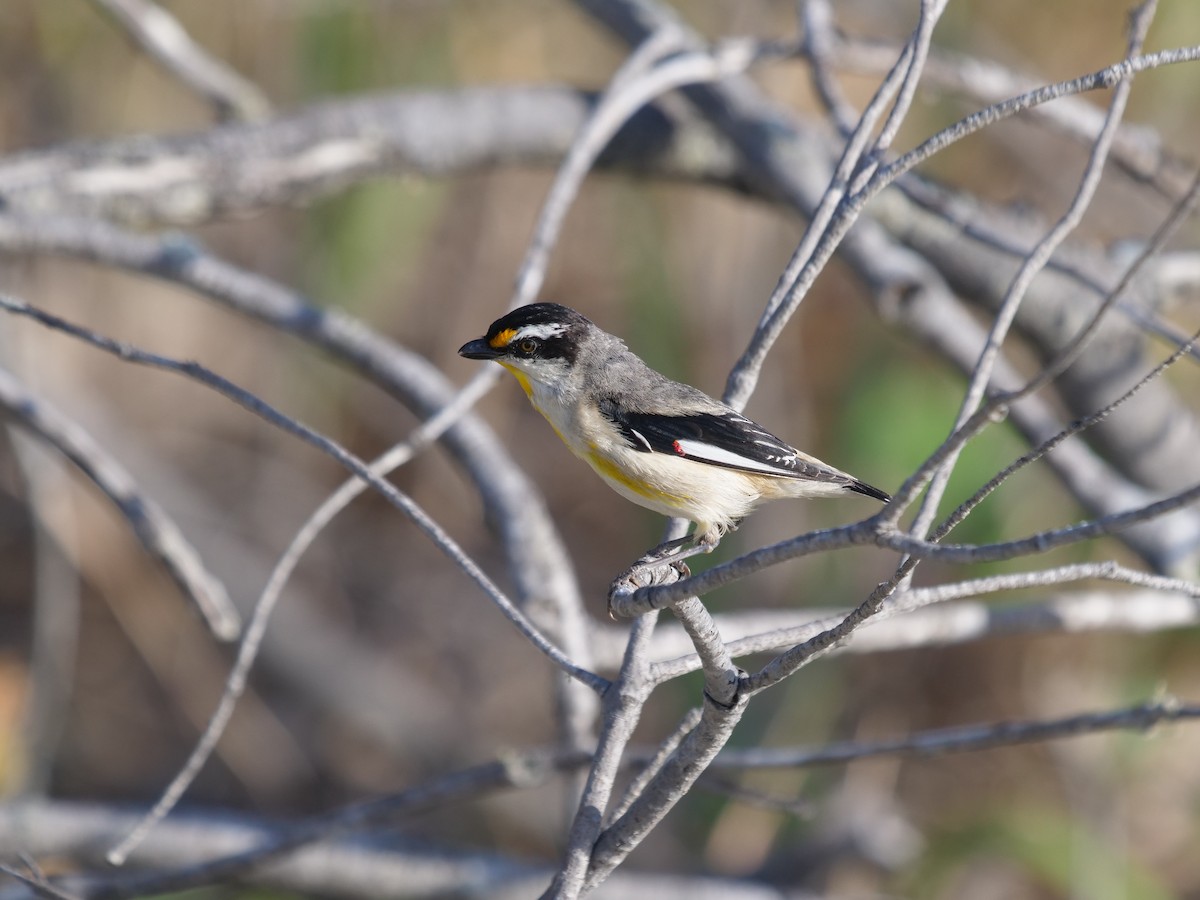 Striated Pardalote - ML624112382