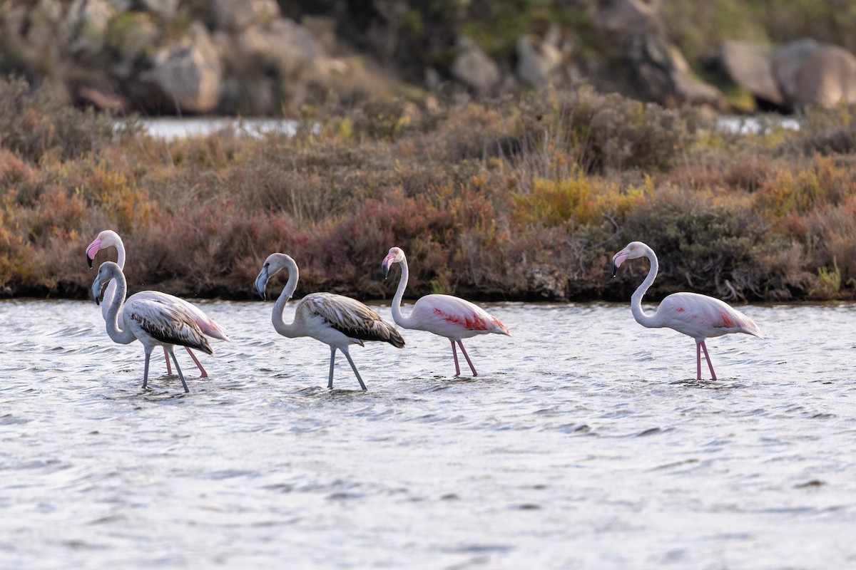 Greater Flamingo - ML624112384